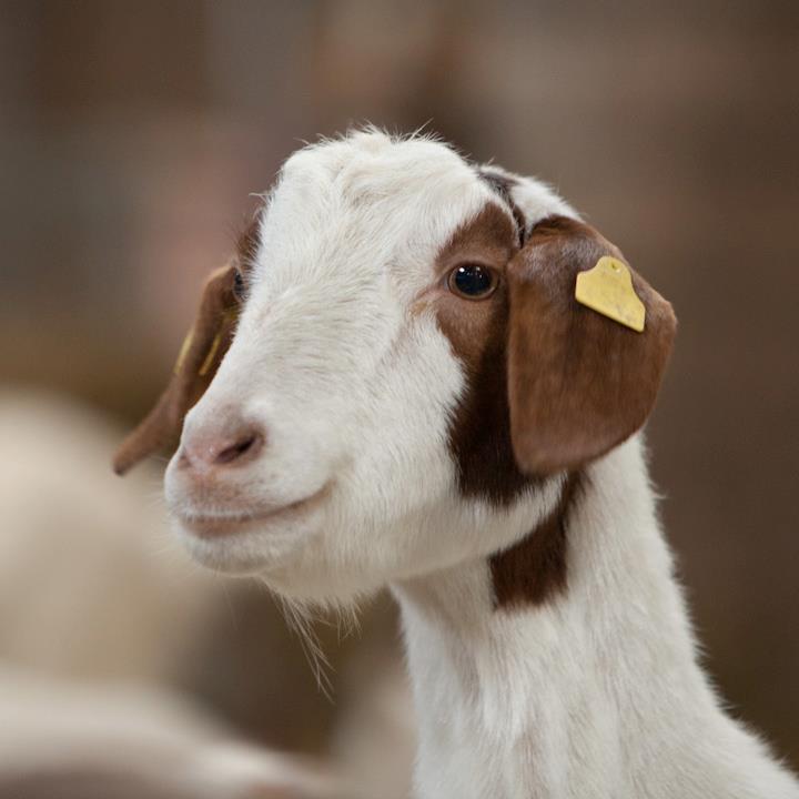 Lane Ends Pygmy Goats - Boer Goat